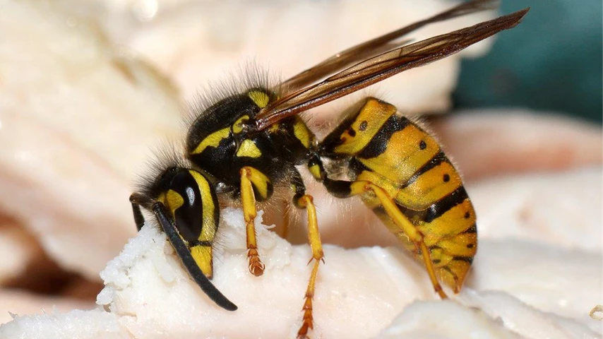 European wasp